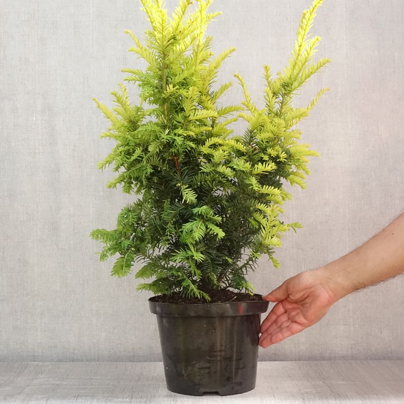 Taxus baccata Kupfergold - Yew 4L/5L pot sample as delivered in summer