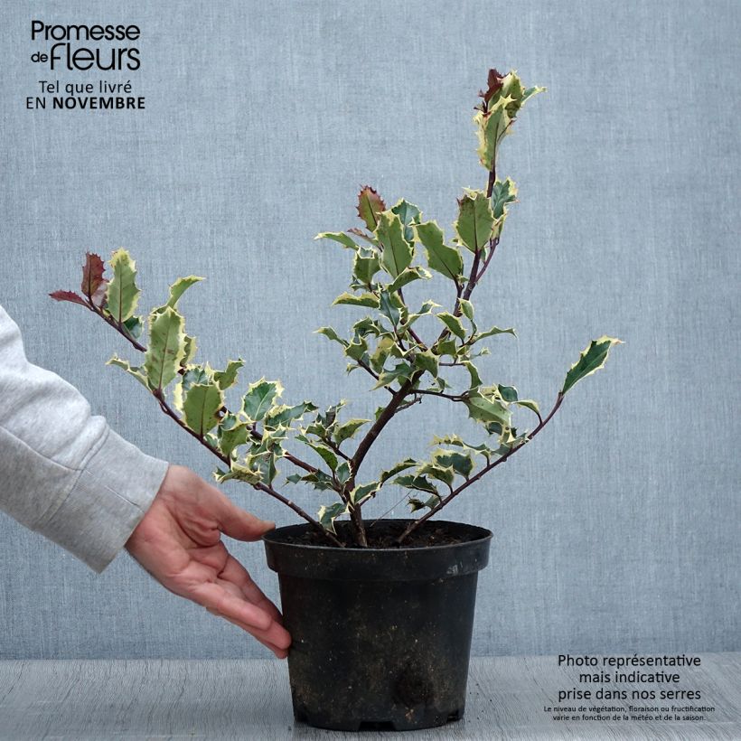 Ilex aquifolium Madame Briot - Common Holly 3L/4L pot sample as delivered in autumn