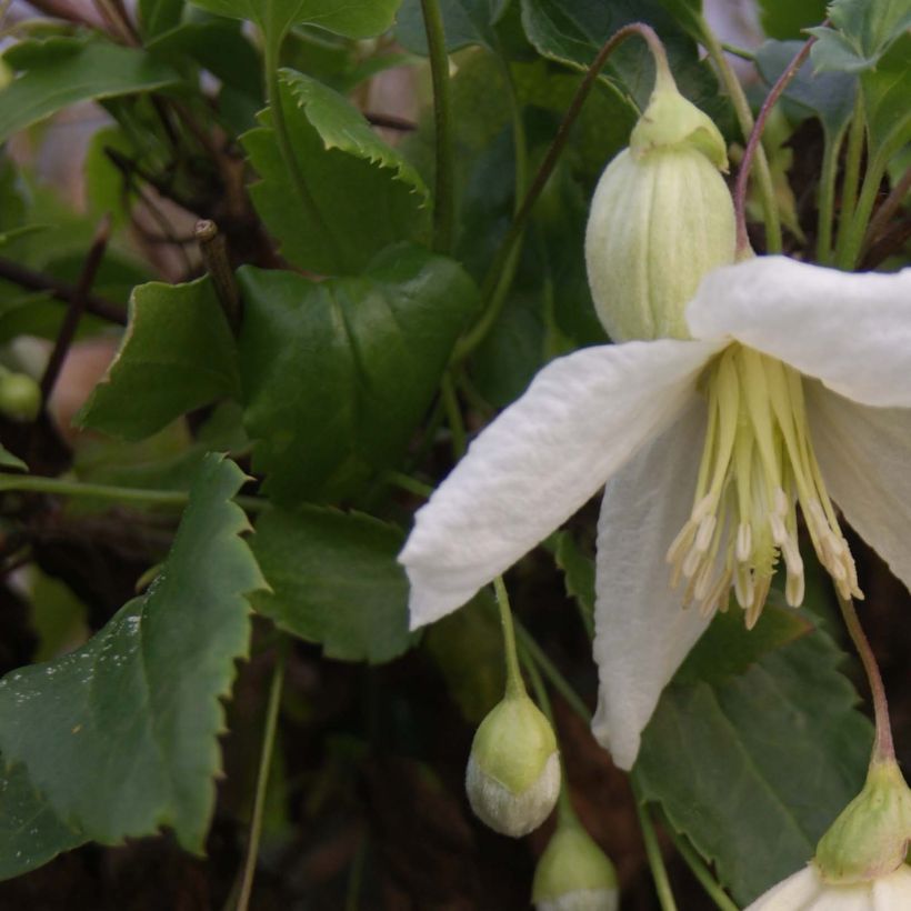 Clematis cirrhosa Jingle Bells (Foliage)