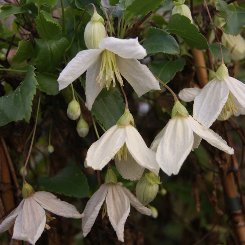 Clematis cirrhosa Jingle Bells (Flowering)