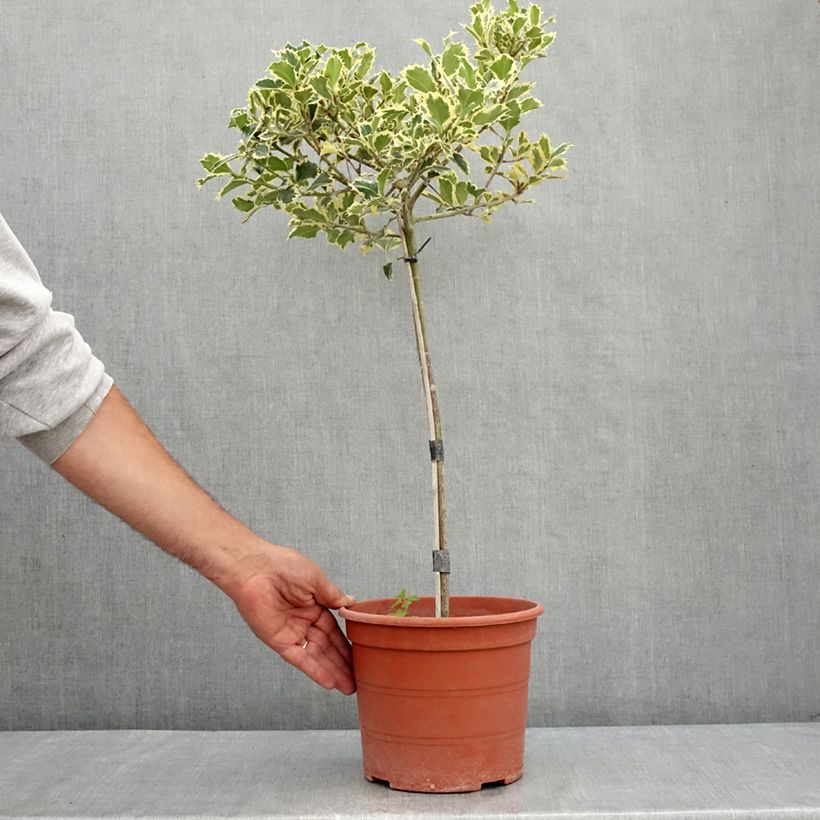 Ilex aquifolium Silver Queen - Common Holly 4L/5L pot sample as delivered in summer