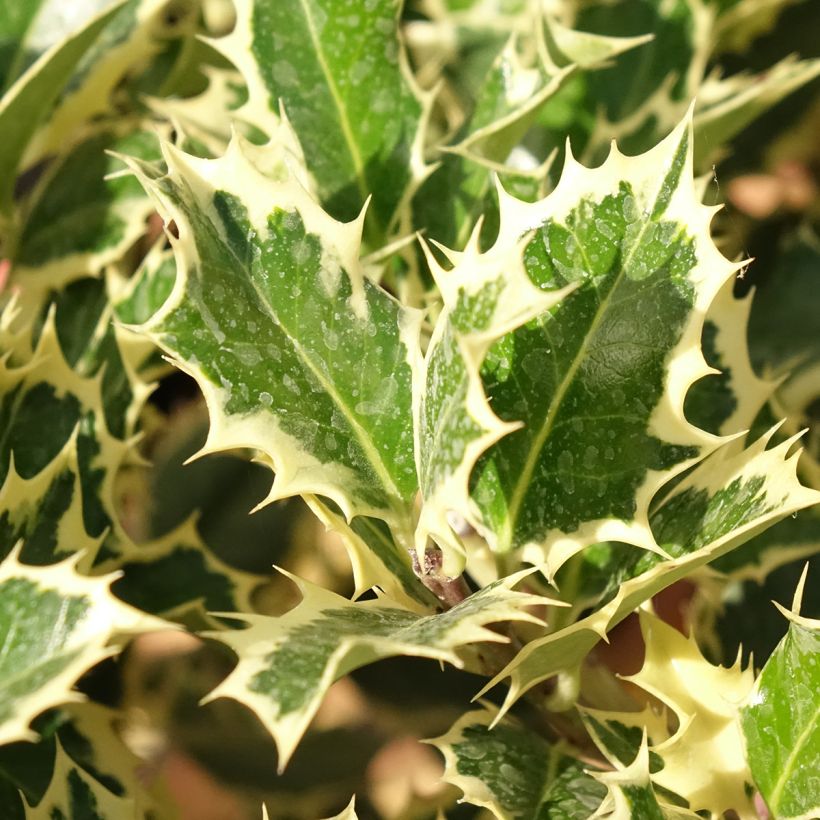 Ilex aquifolium Silver Queen - Common Holly (Foliage)