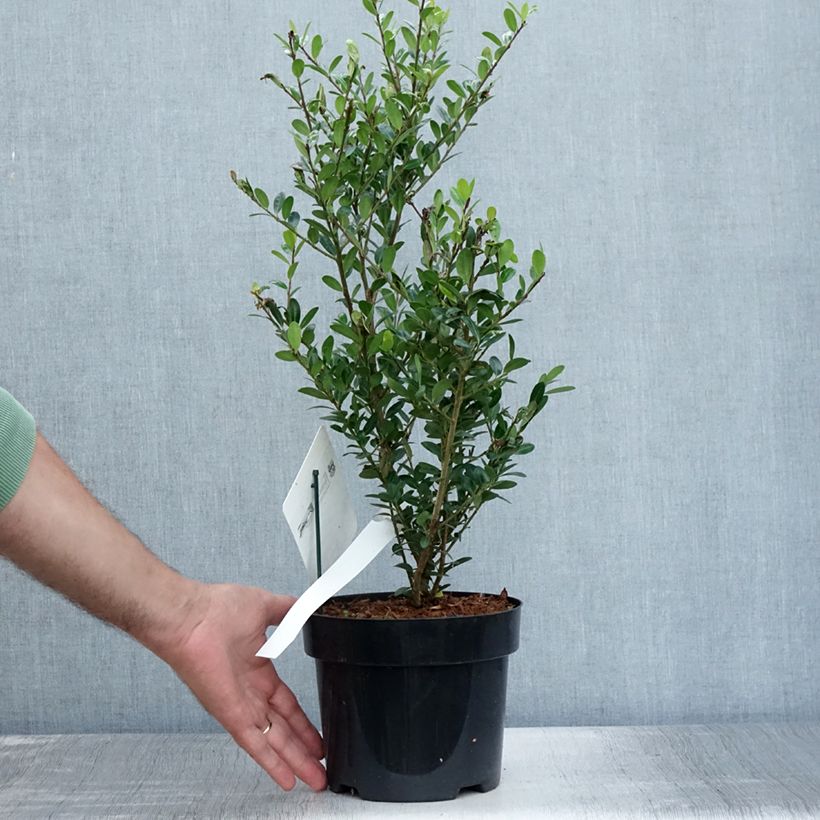 Ilex crenata Caroline Upright - Japanese Holly 2L/3L pot sample as delivered in summer