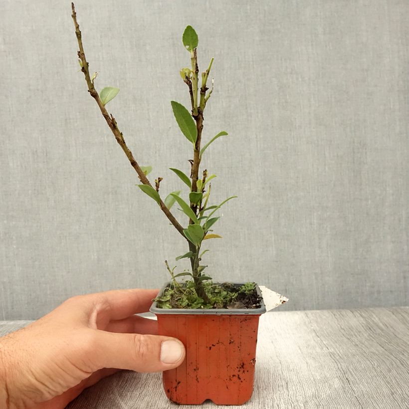 Ilex maximowicziana Kanehirae 8/9 cm pot sample as delivered in summer