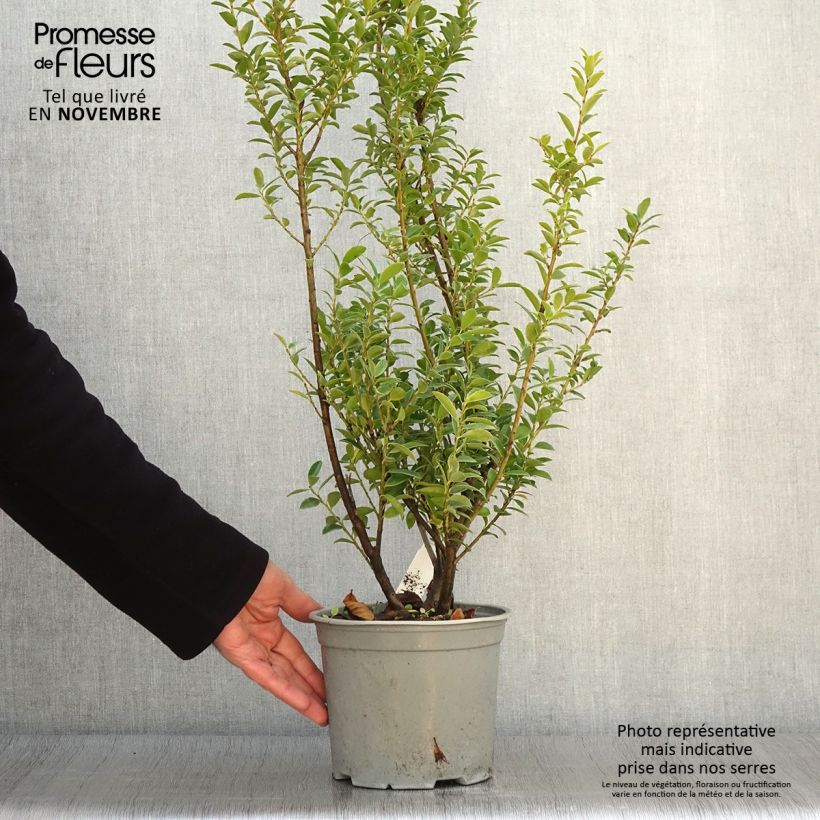 Ilex maximowicziana Kanehirae 3L/4L pot sample as delivered in autumn