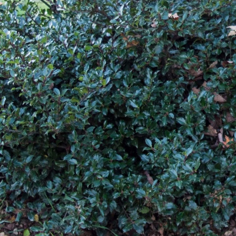 American Holly - Ilex meserveae Blue Prince (Foliage)