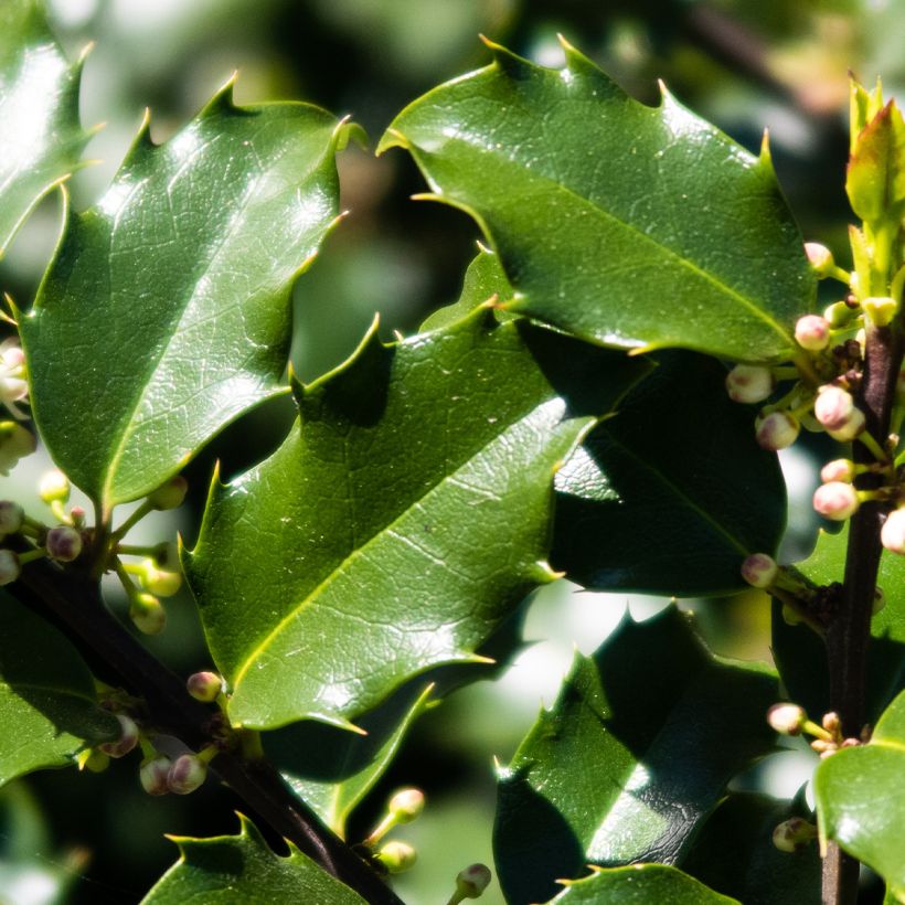 Ilex meserveae Hecken Star - Blue Holly (Foliage)