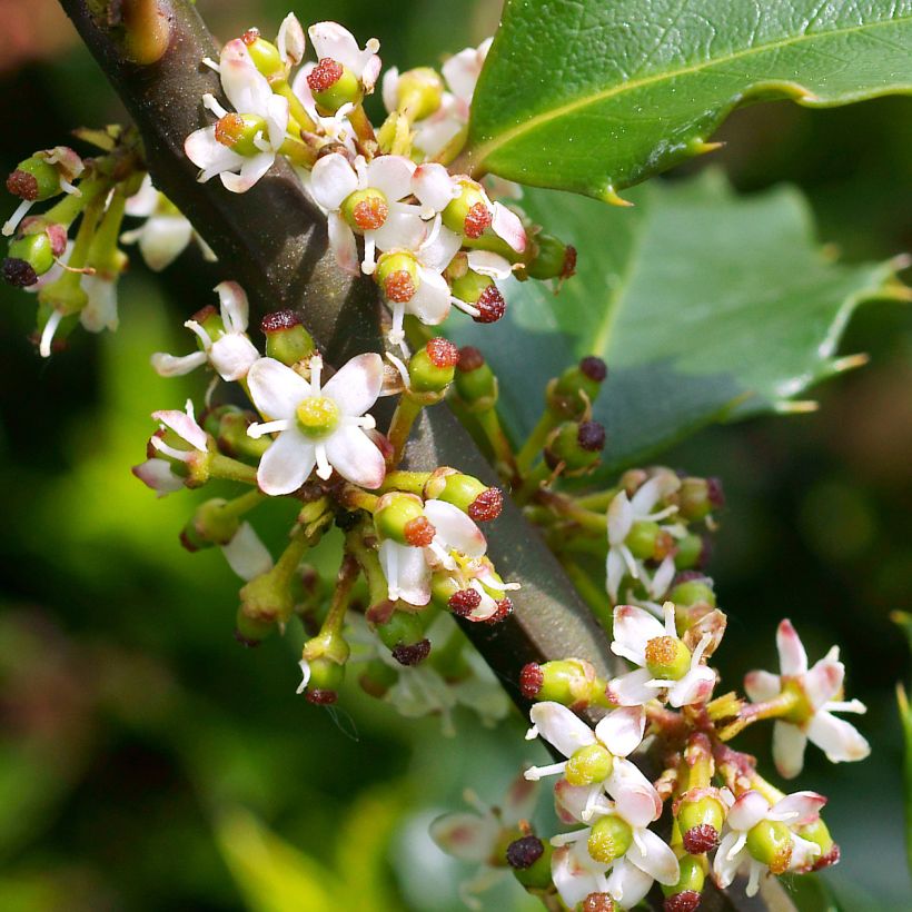 Ilex meserveae Hecken Star - Blue Holly (Flowering)