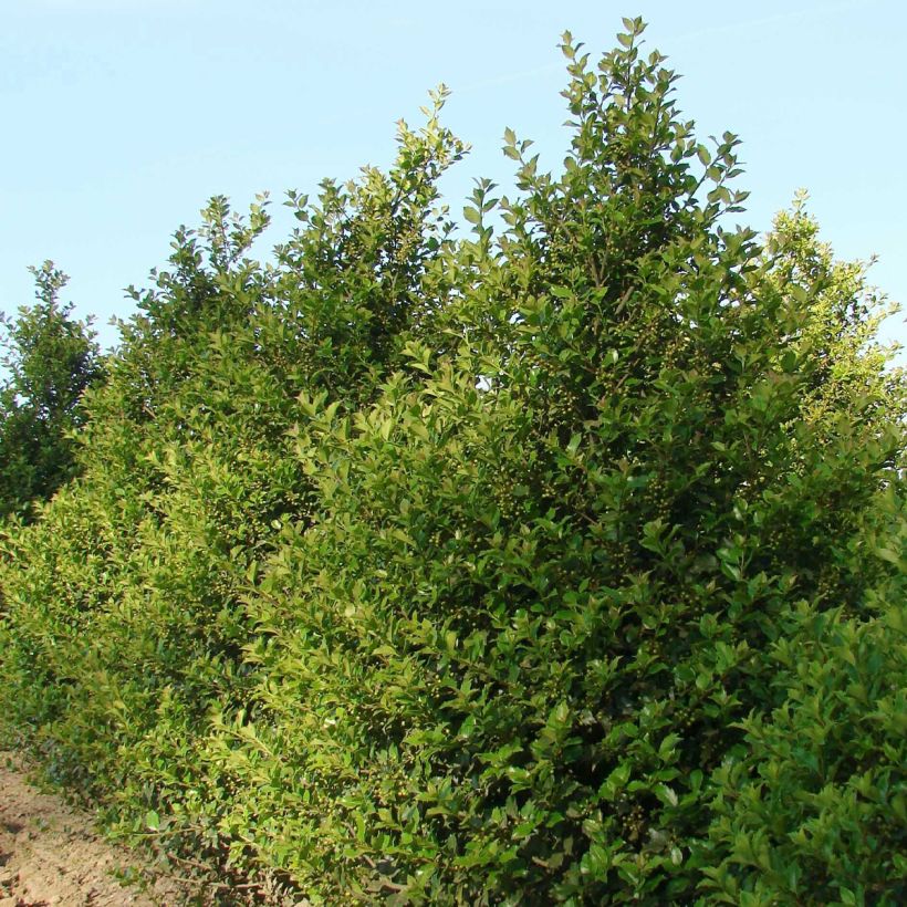 Ilex meserveae Hecken Star - Blue Holly (Plant habit)