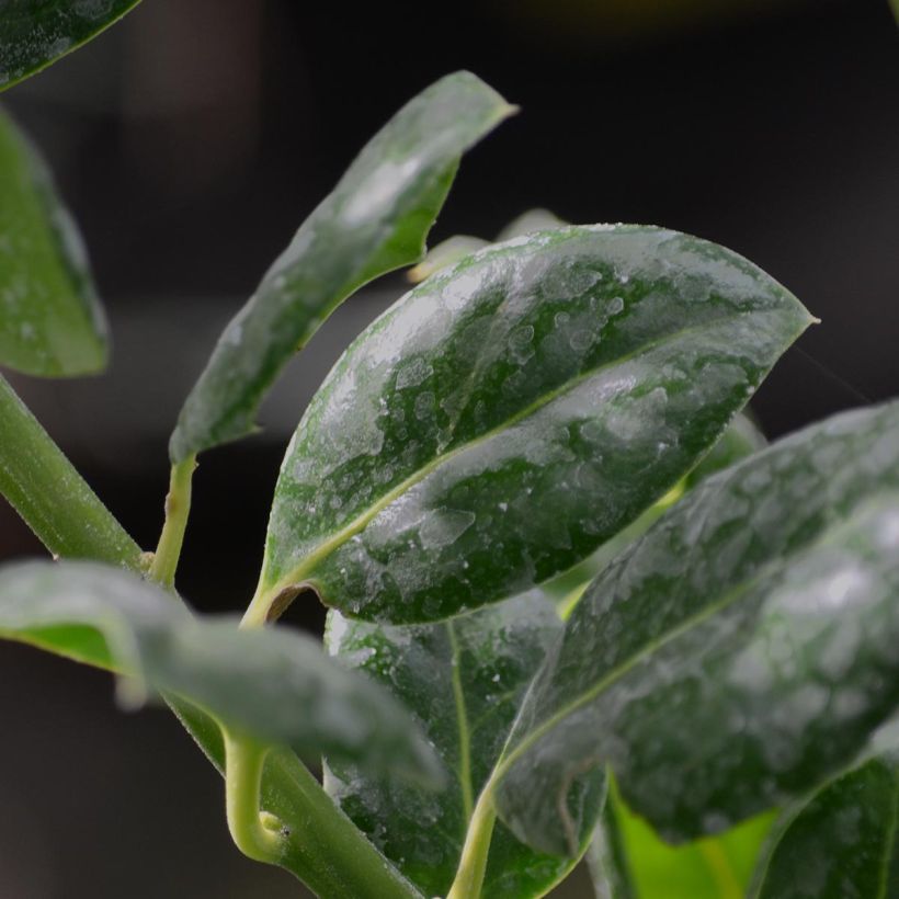 Ilex Nellie R. Stevens (Foliage)