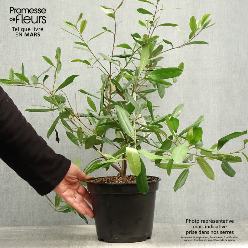 Ilex paraguariensis Garden2cup - Yerba Mate sample as delivered in spring