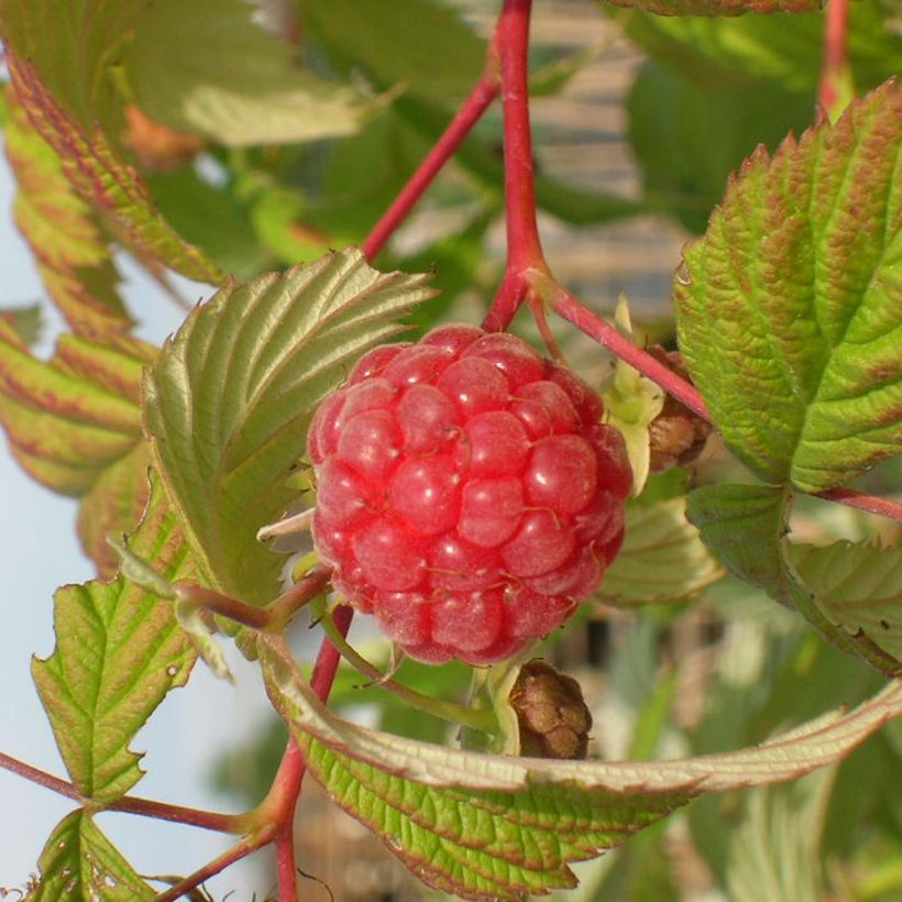 Raspberry Malling Promise- Rubus idaeus (Harvest)