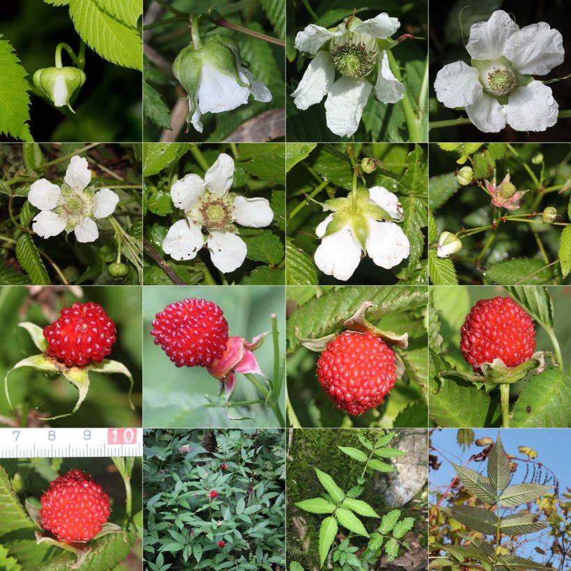 Rubus illecebrosus (Harvest)
