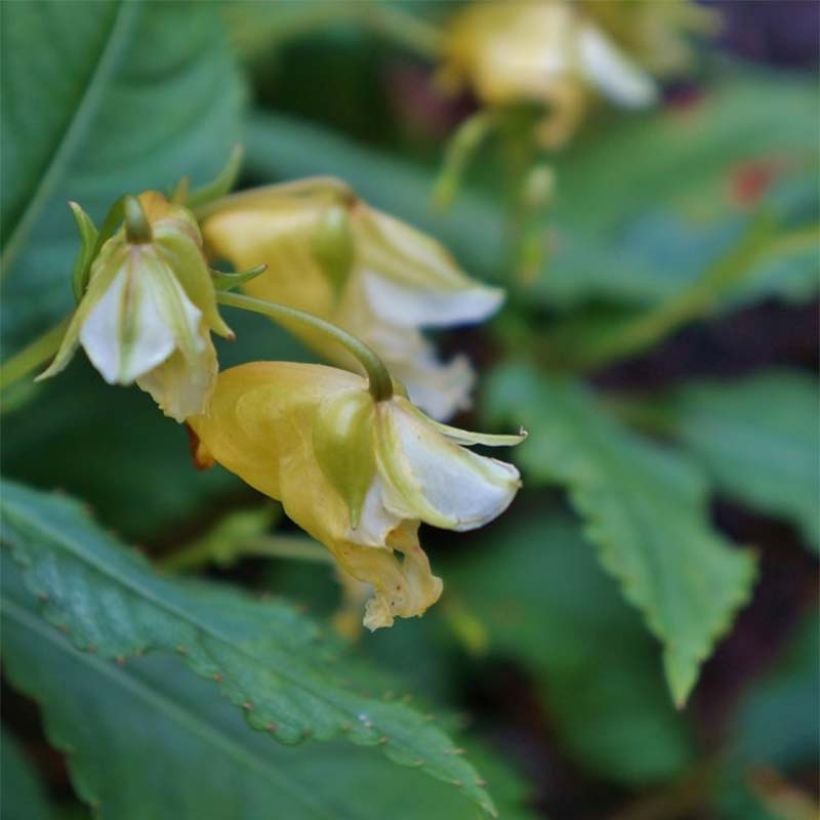 Impatiens omeiana Ice Storm (Flowering)