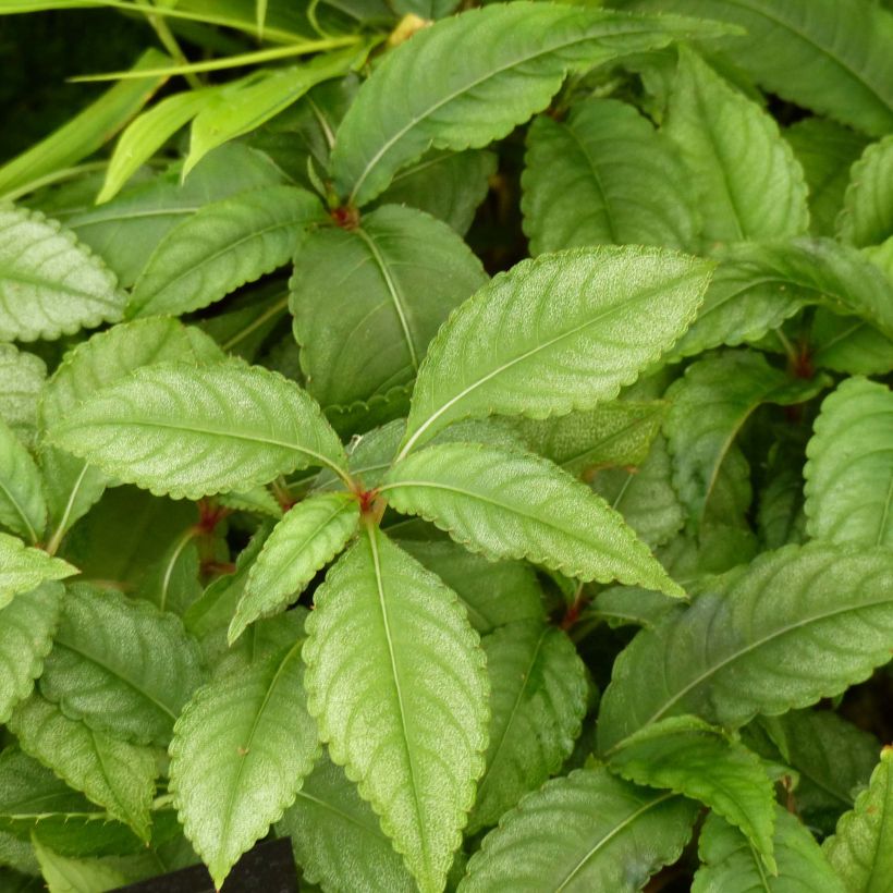 Impatiens omeiana Ice Storm (Foliage)