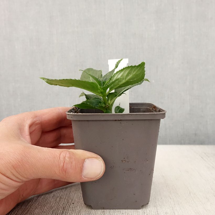 Impatiens SunPatiens Compact White 8/9 cm pot sample as delivered in spring