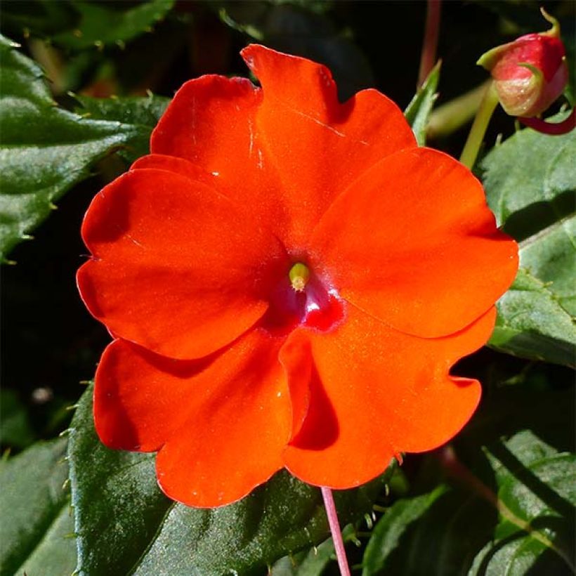 Impatiens Sunpatiens Compact Electric Orange (Flowering)
