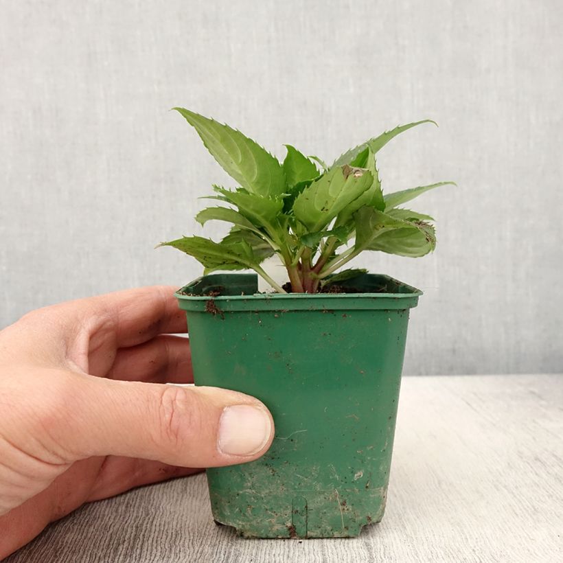 Impatiens Sunpatiens Compact Electric Orange 8/9 cm pot sample as delivered in spring