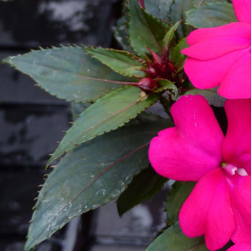 Impatiens SunPatiens Compact Purple (Foliage)