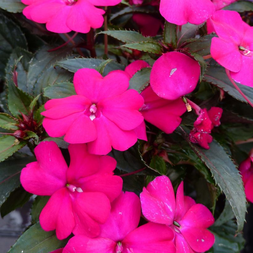 Impatiens SunPatiens Compact Purple (Flowering)