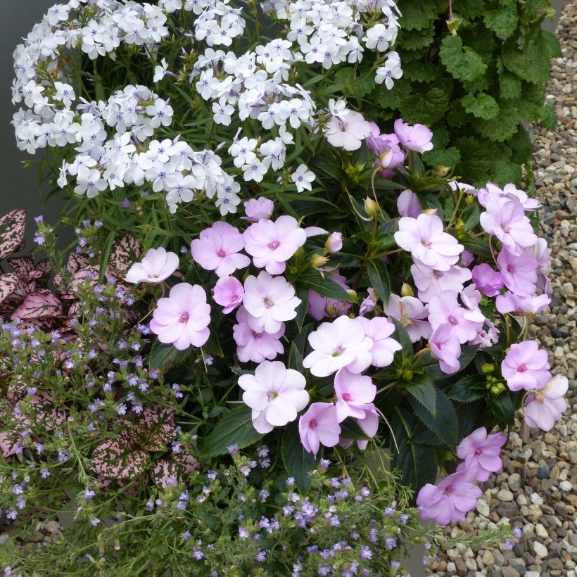 Impatiens Sunpatiens Compact Orchid Blush - Busy Lizzie (Plant habit)