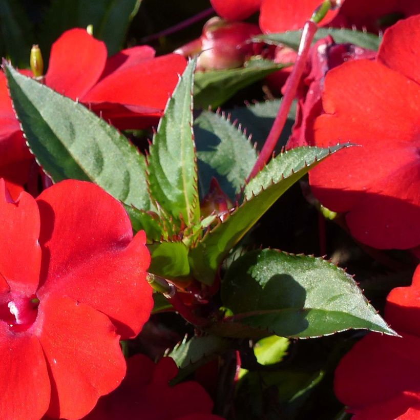 Impatiens SunPatiens Compact Red (Foliage)