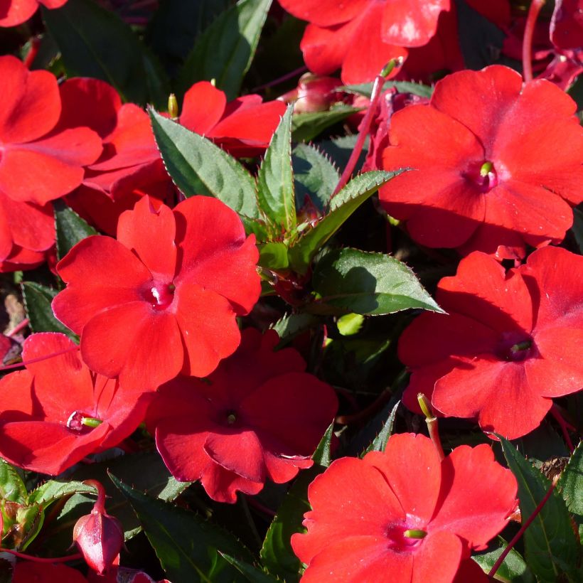 Impatiens SunPatiens Compact Red (Flowering)