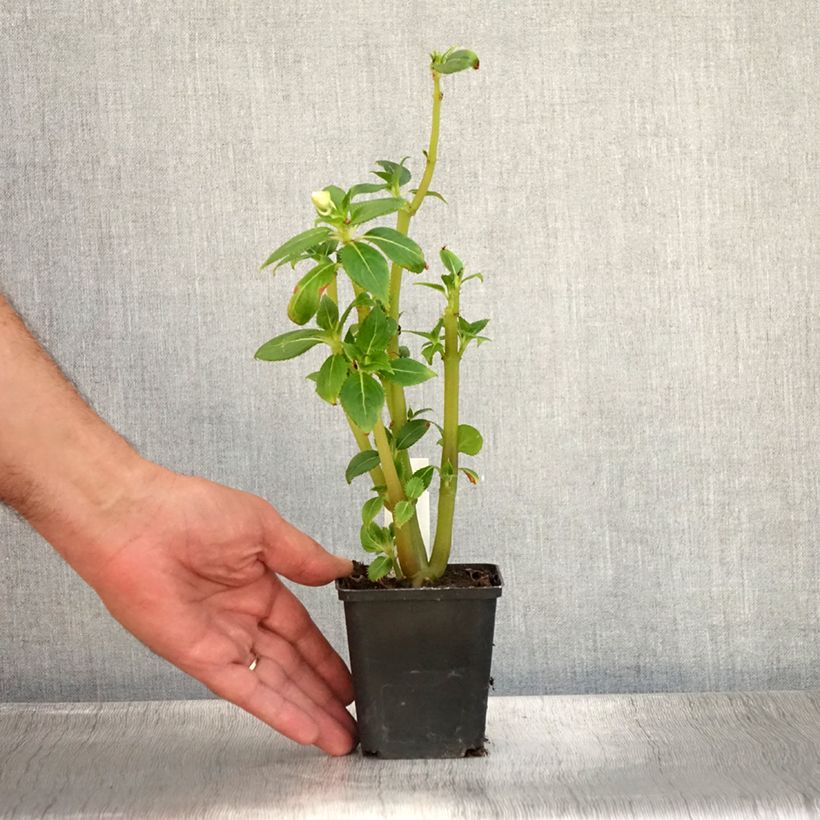 Impatiens x hawkeri SunPatiens Vigorous Clear White - New Guinea Impatiens 8/9 cm pot sample as delivered in summer