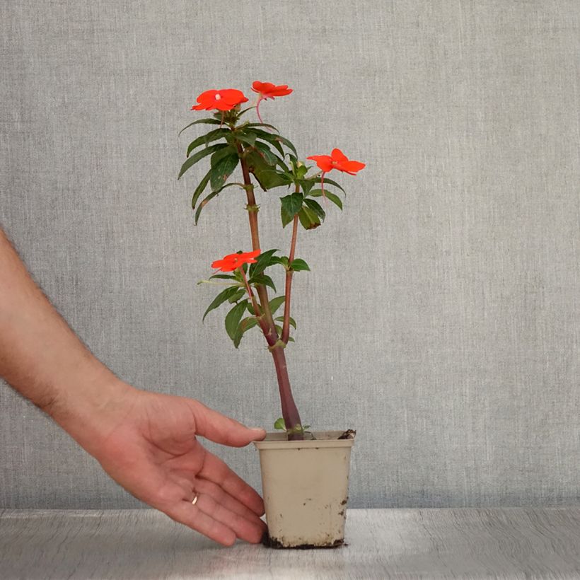 Impatiens x hawkeri SunPatiens Vigorous Orange Improved - New Guinea Impatiens 8/9 cm pot sample as delivered in summer
