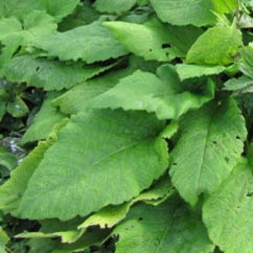 Inula magnifica  (Foliage)