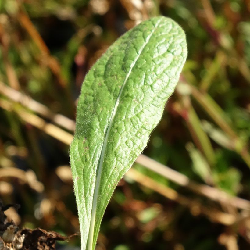 Inula orientalis  (Foliage)