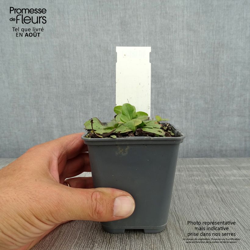 Inula rhizocephala  8/9 cm pot sample as delivered in summer