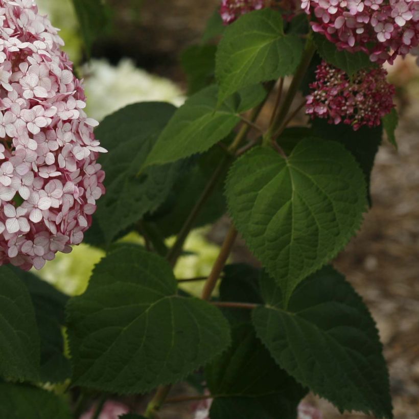 Hydrangea arborescens Sweet Annabelle (Foliage)