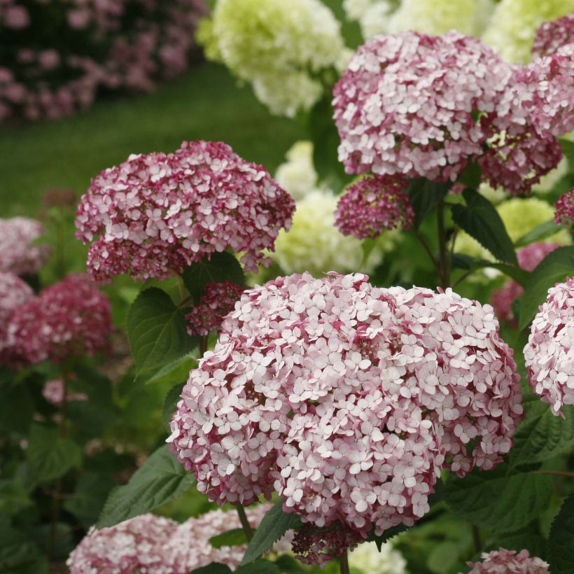 Hydrangea arborescens Sweet Annabelle (Flowering)