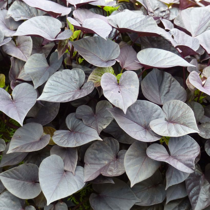 Sweet Potato Jet Black - Ipomoea batatas (Foliage)