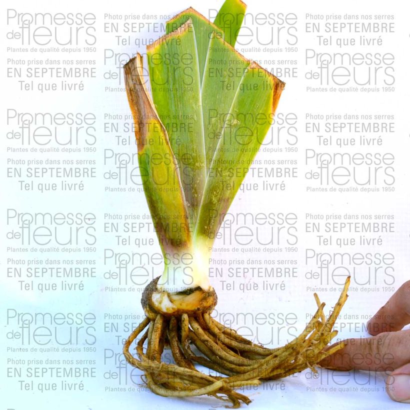 Example of Iris Laced Cotton 8/9 cm pot specimen as delivered
