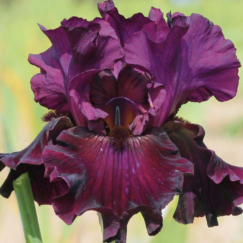 Iris Raspberry Wine (Flowering)