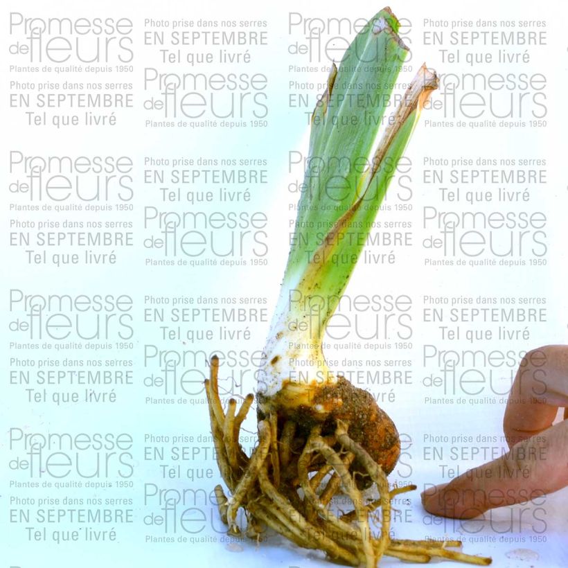 Example of Iris Raspberry Wine 8/9 cm pot specimen as delivered