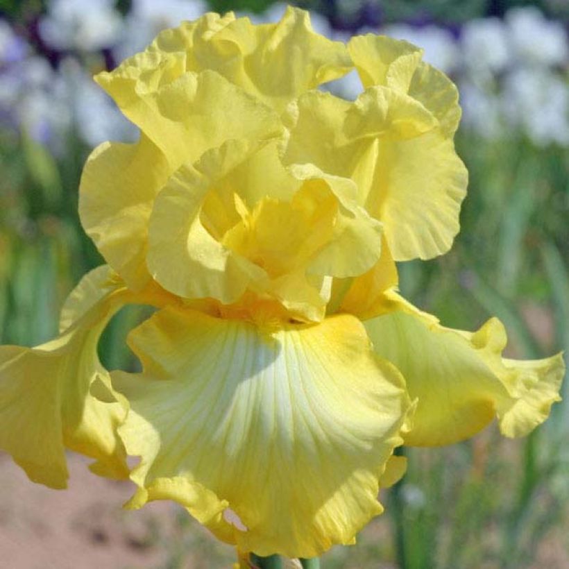 Iris Rising Moon (Flowering)