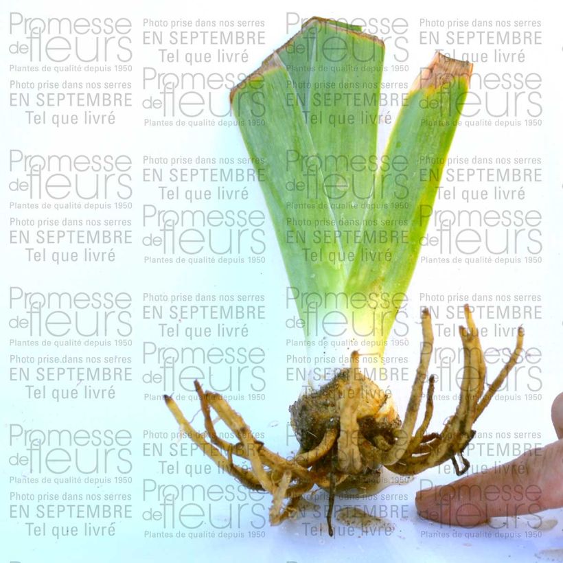 Example of Iris Rising Moon 8/9 cm pot specimen as delivered