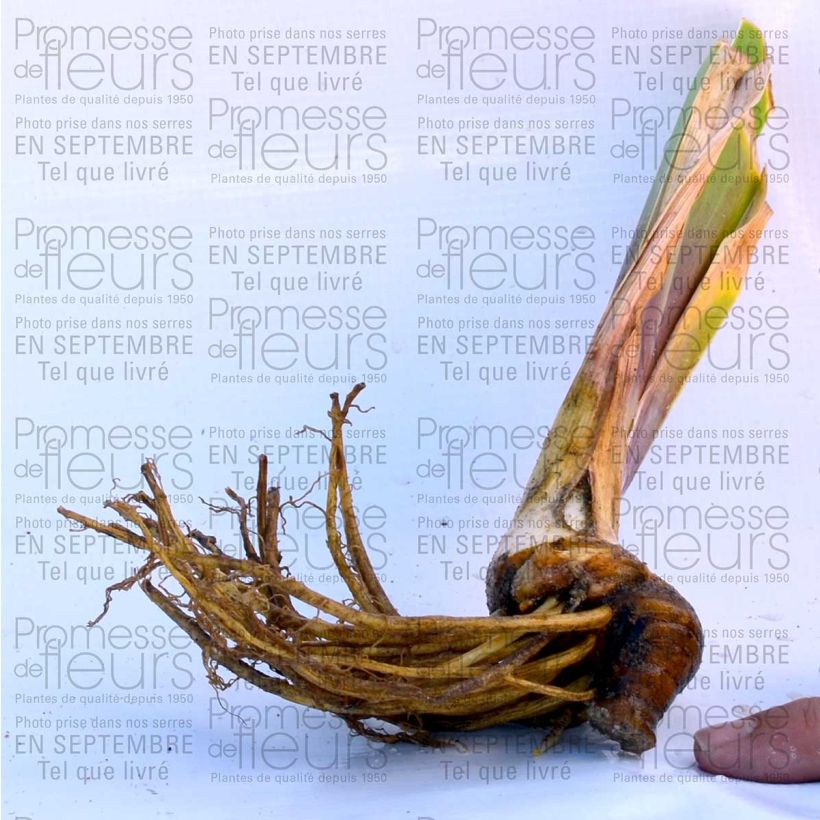 Example of Iris germanica Anything Goes - Bearded Iris 8/9 cm pot specimen as delivered