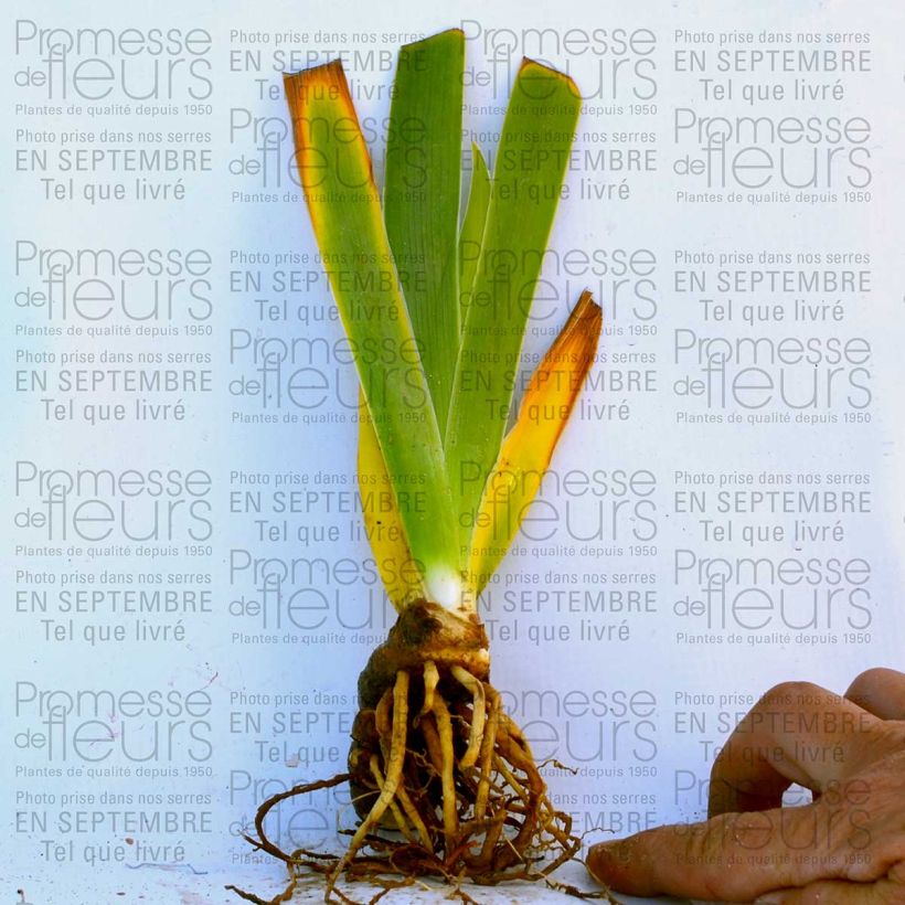 Example of Iris Big Dipper 8/9 cm pot specimen as delivered