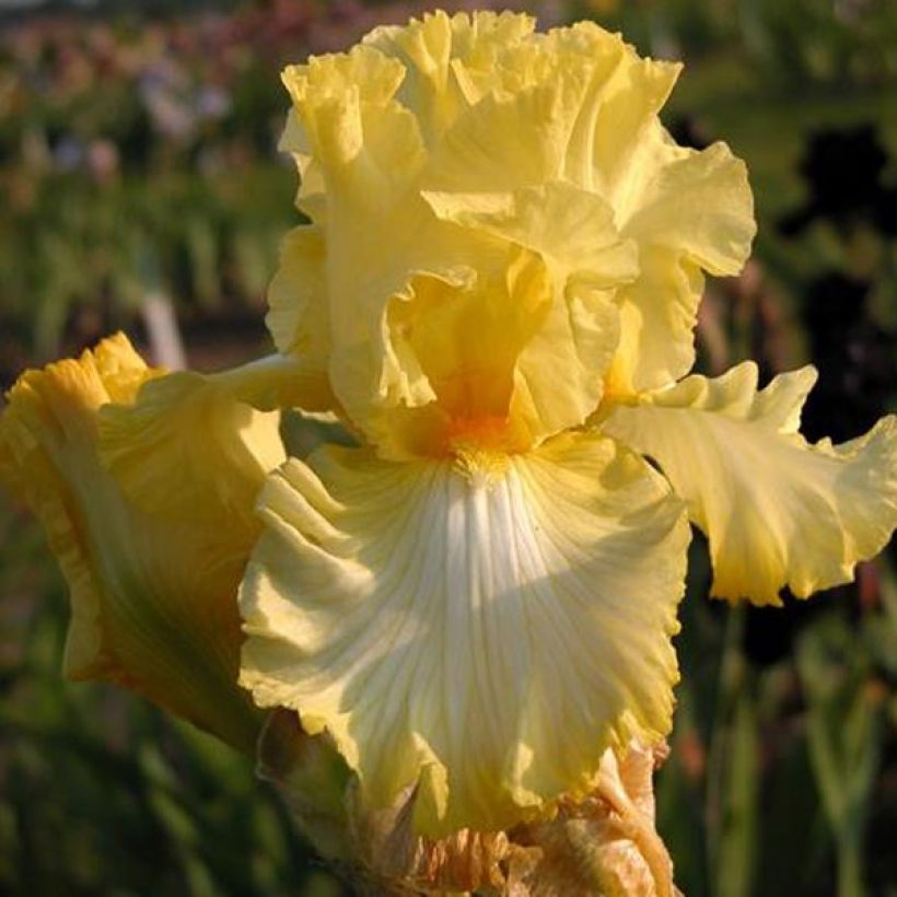 Iris Big Dipper (Flowering)