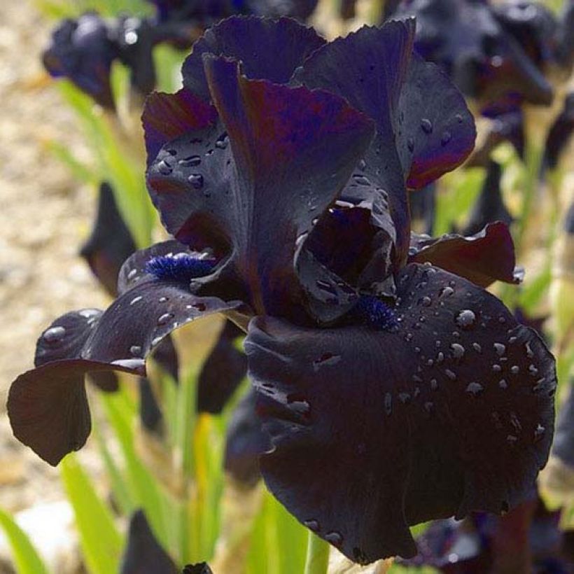 Iris germanica Black Suited - Bearded Iris (Flowering)