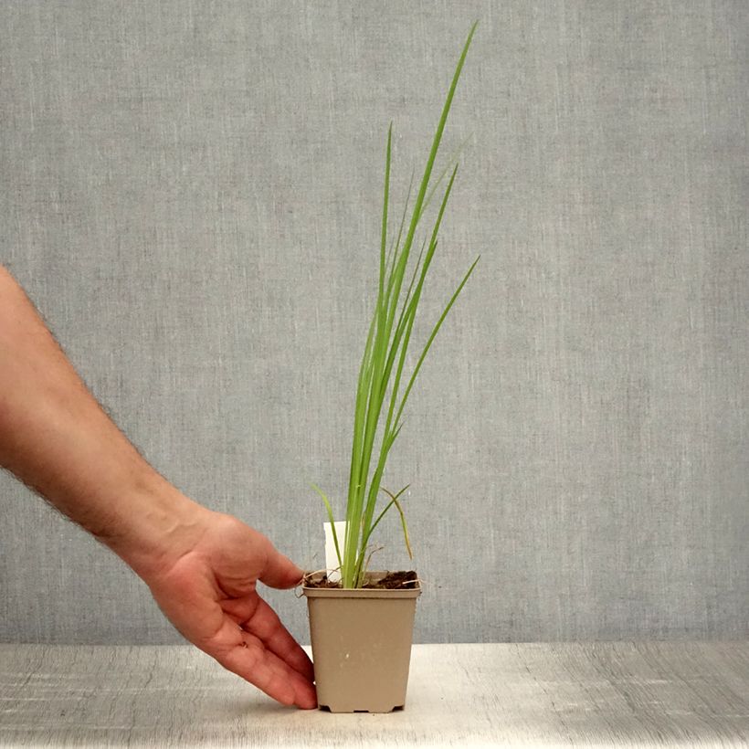 Iris bulleyana 8/9 cm pot sample as delivered in summer