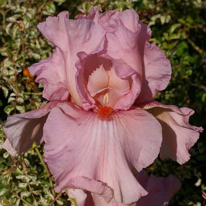 Iris Caprice de Star (Flowering)