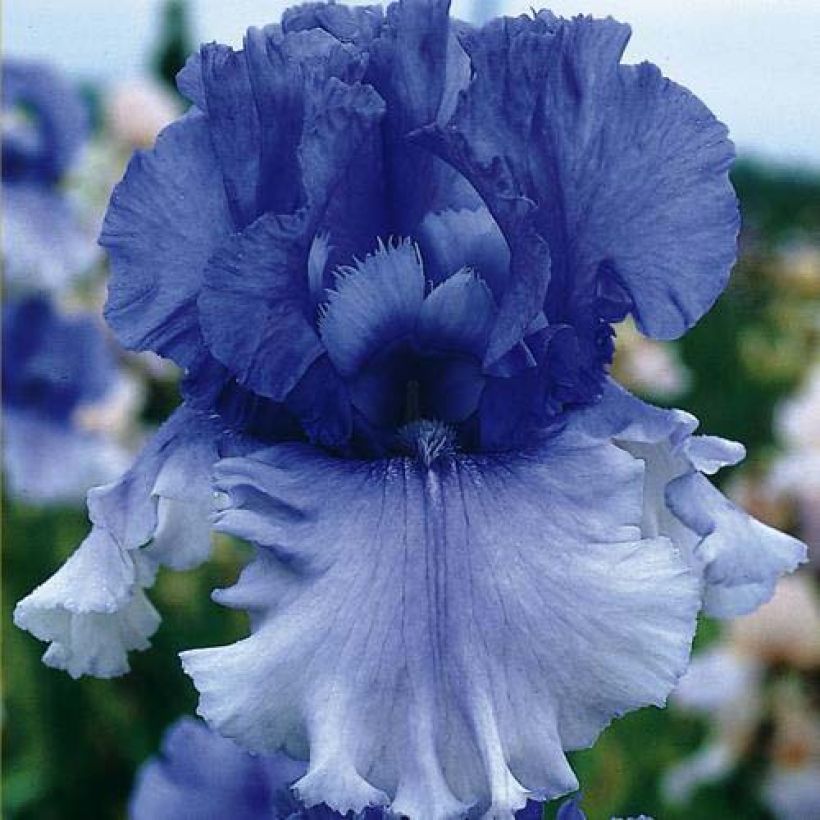 Iris germanica Cascade Springs - Bearded Iris (Flowering)
