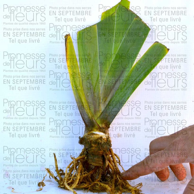 Example of Iris germanica Cascade Springs - Bearded Iris specimen as delivered