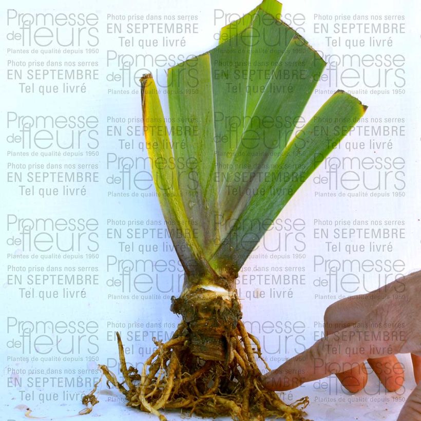 Example of Iris germanica Cascade Springs - Bearded Iris 8/9 cm pot specimen as delivered
