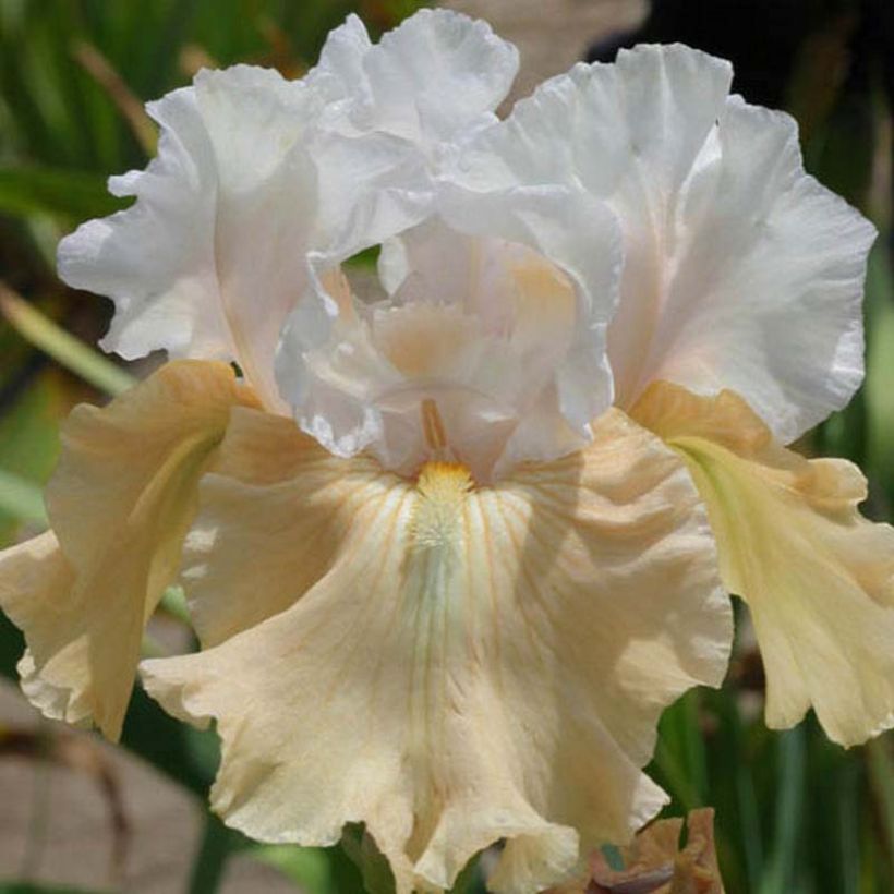 Iris Champagne Frost (Flowering)